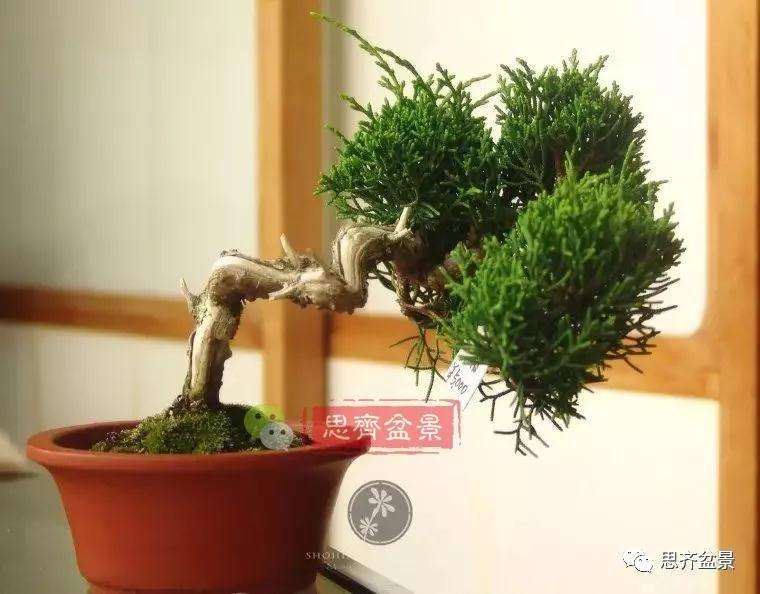 小型真柏盆景怎么修剪的方法