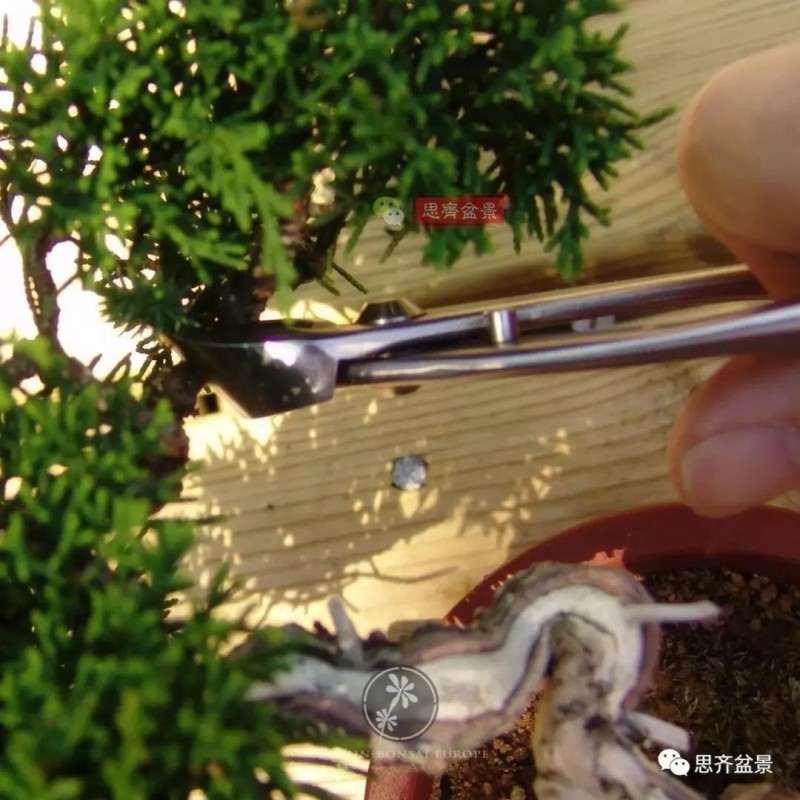 小型真柏盆景怎么修剪的方法