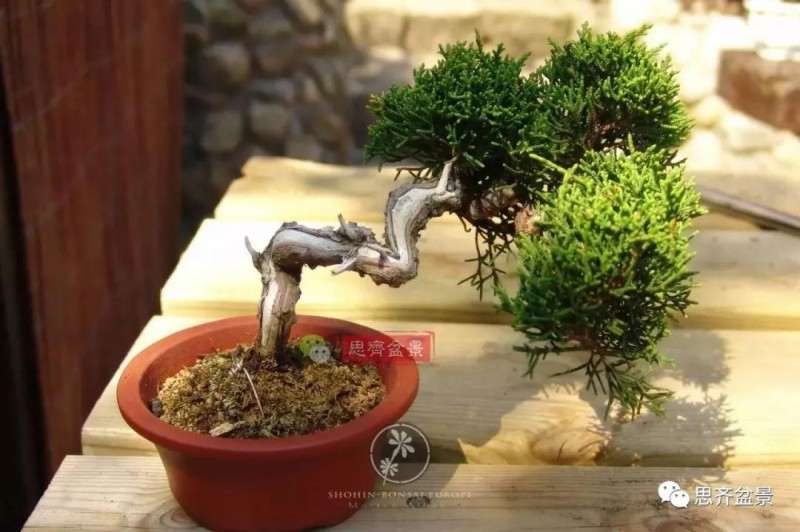 小型真柏盆景怎么修剪的方法