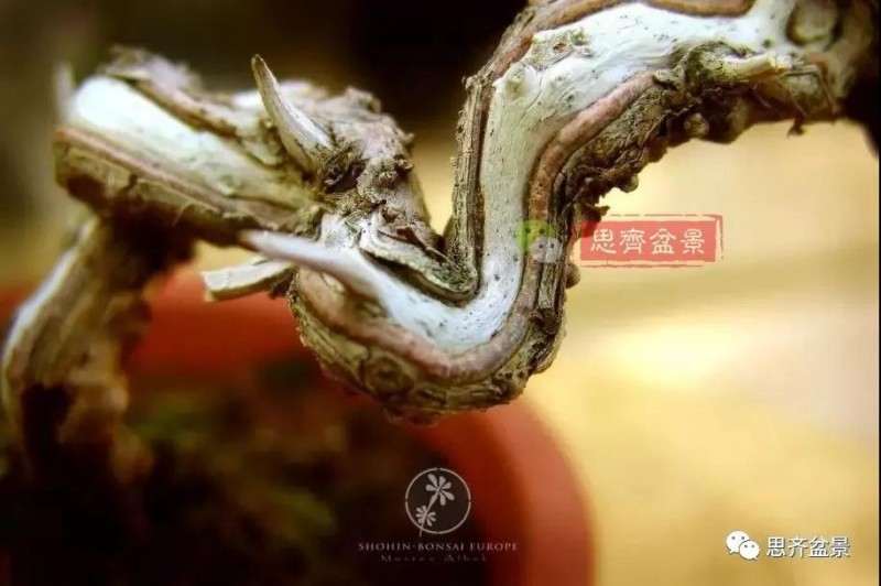 小型真柏盆景怎么修剪的方法