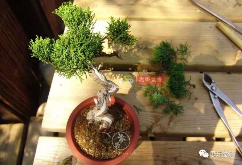 小型真柏盆景怎么修剪的方法