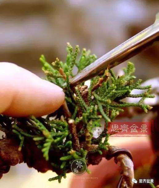 小型真柏盆景怎么修剪的方法