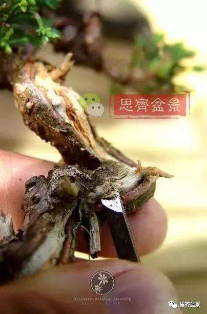 小型真柏盆景怎么修剪的方法