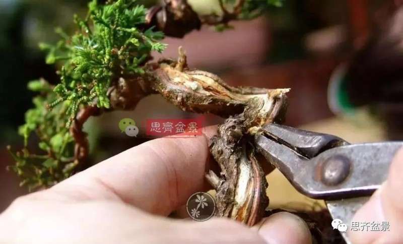 小型真柏盆景怎么修剪的方法