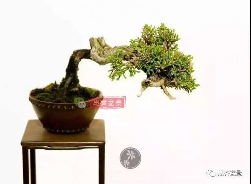 小型真柏盆景怎么修剪的方法