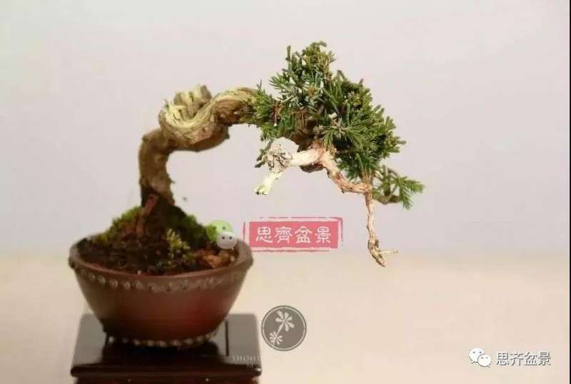 小型真柏盆景怎么修剪的方法