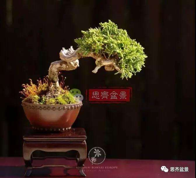 小型真柏盆景怎么修剪的方法