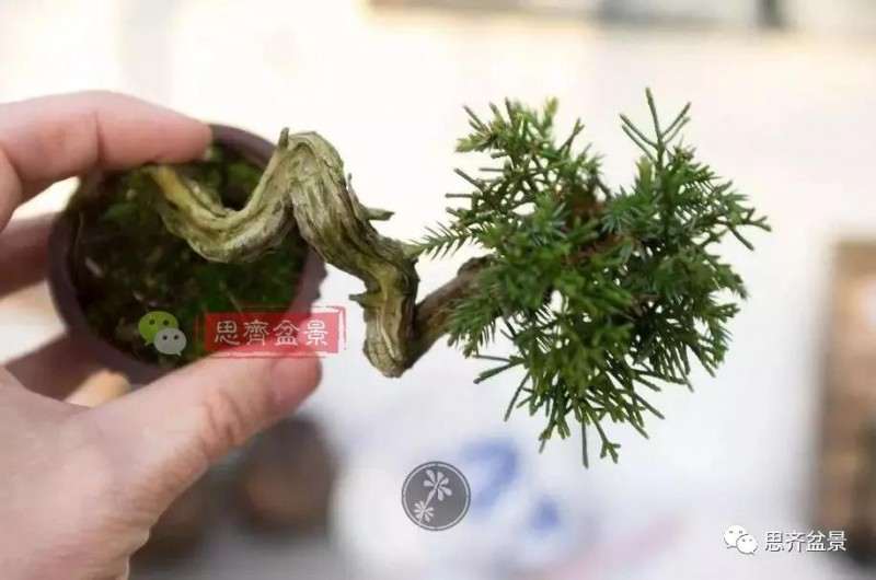 小型真柏盆景怎么修剪的方法