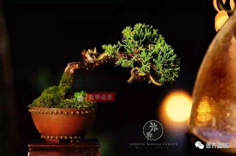 小型真柏盆景怎么修剪的方法