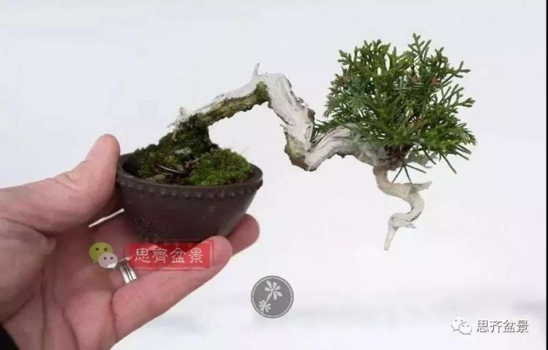 小型真柏盆景怎么修剪的方法