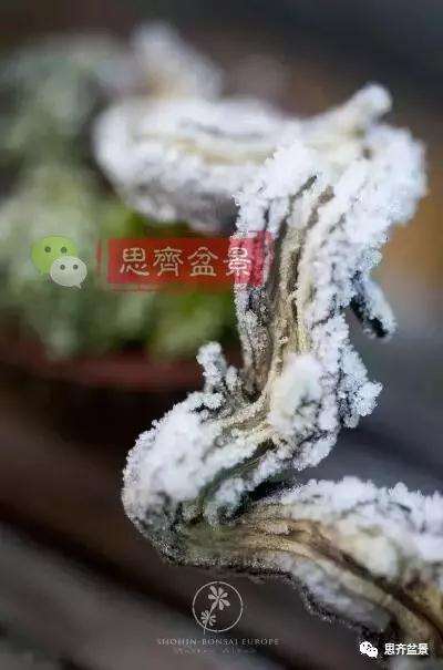 小型真柏盆景怎么修剪的方法