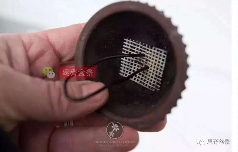 小型真柏盆景怎么修剪的方法