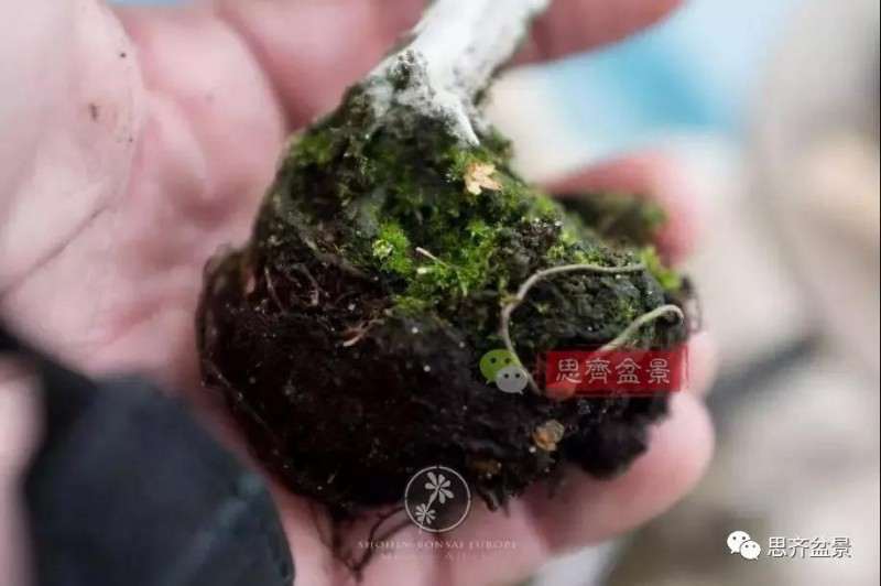 小型真柏盆景怎么修剪的方法