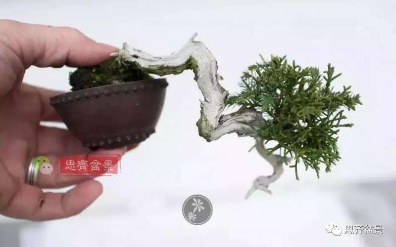 小型真柏盆景怎么修剪的方法