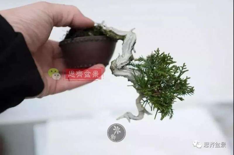 小型真柏盆景怎么修剪的方法