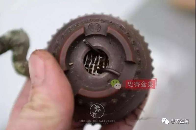 小型真柏盆景怎么修剪的方法