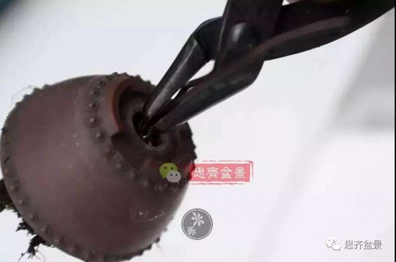 小型真柏盆景怎么修剪的方法