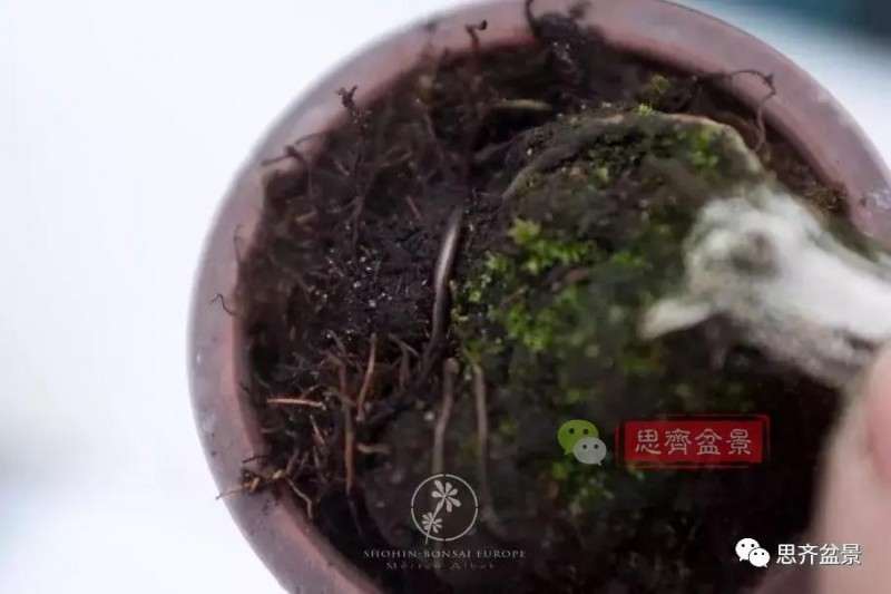 小型真柏盆景怎么修剪的方法