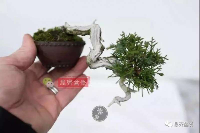 小型真柏盆景怎么修剪的方法