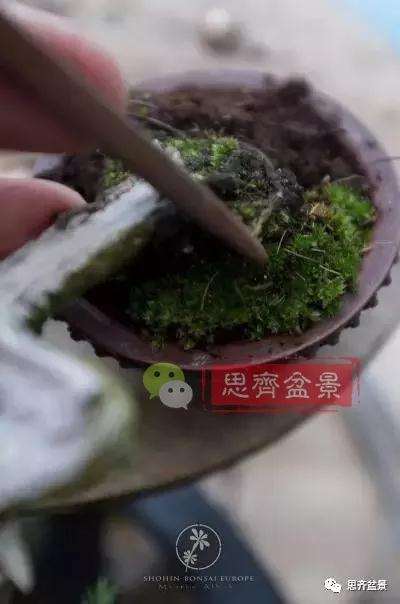 小型真柏盆景怎么修剪的方法