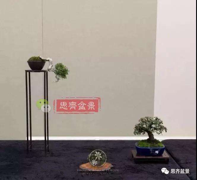 小型真柏盆景怎么修剪的方法