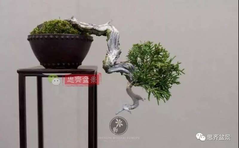 小型真柏盆景怎么修剪的方法