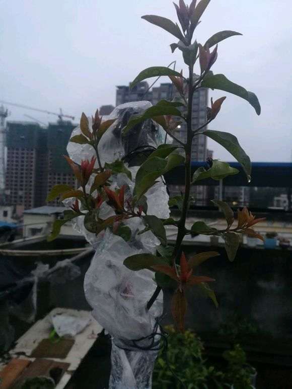 种了快一月的下山桩生桩 发芽还可以