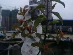 种了快一月的下山桩生桩 发芽还可以