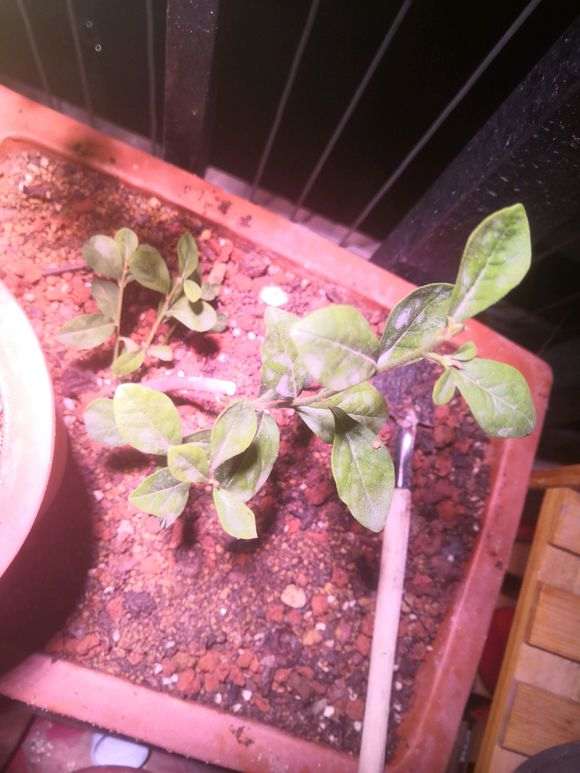 老鸦柿下山桩要多久才能从生桩变老桩