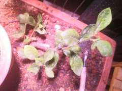 老鸦柿下山桩要多久才能从生桩变老桩