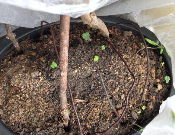 关于下山桩生桩的缠膜和套袋的方法