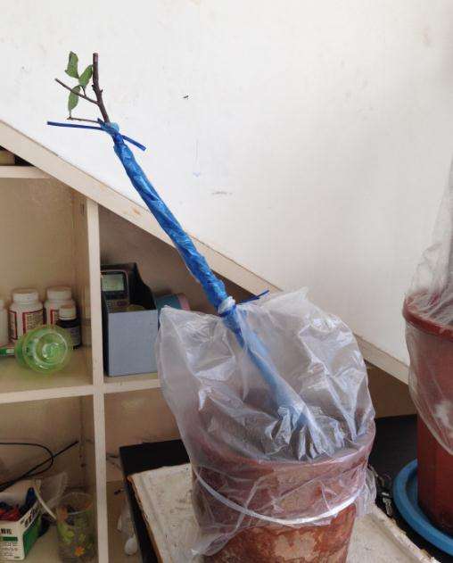 关于下山桩生桩的缠膜和套袋的方法