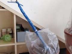 关于下山桩生桩的缠膜和套袋的方法