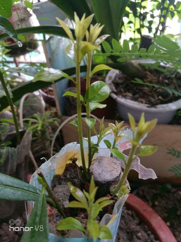 发芽的下山桩生桩每天肯定不能暴晒