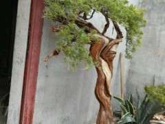 关于新疆真柏下山桩生桩的