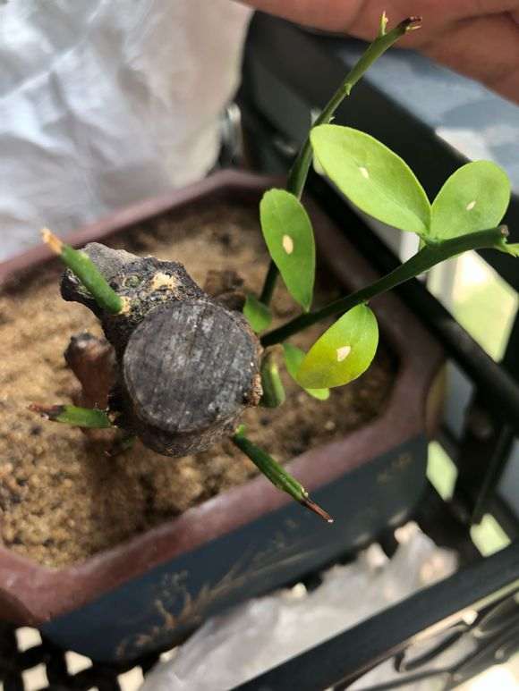 下山桩生桩一个半月 已生根 现在掉叶子