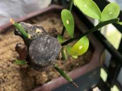 下山桩生桩一个半月 已生根 现在掉叶子