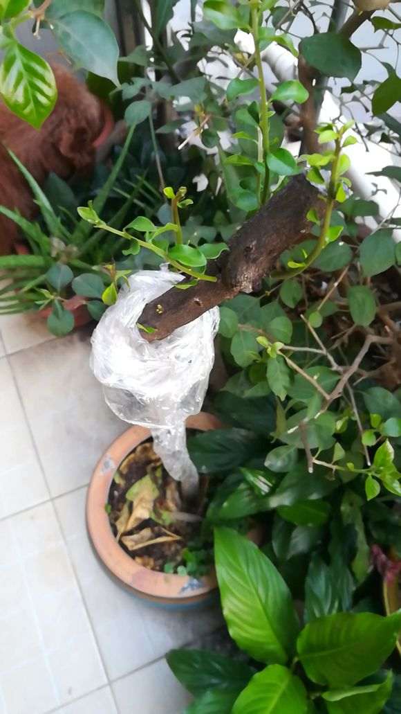 下山桩生桩不用高培