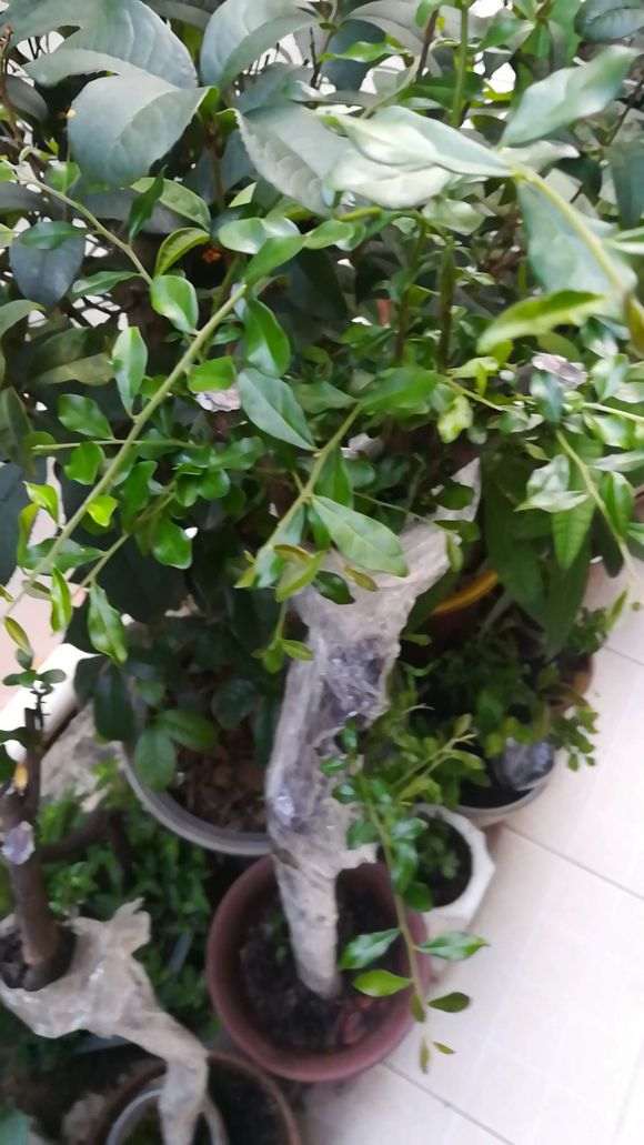 下山桩生桩不用缠膜高培