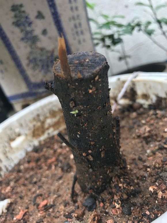 下山桩生桩缠膜发霉