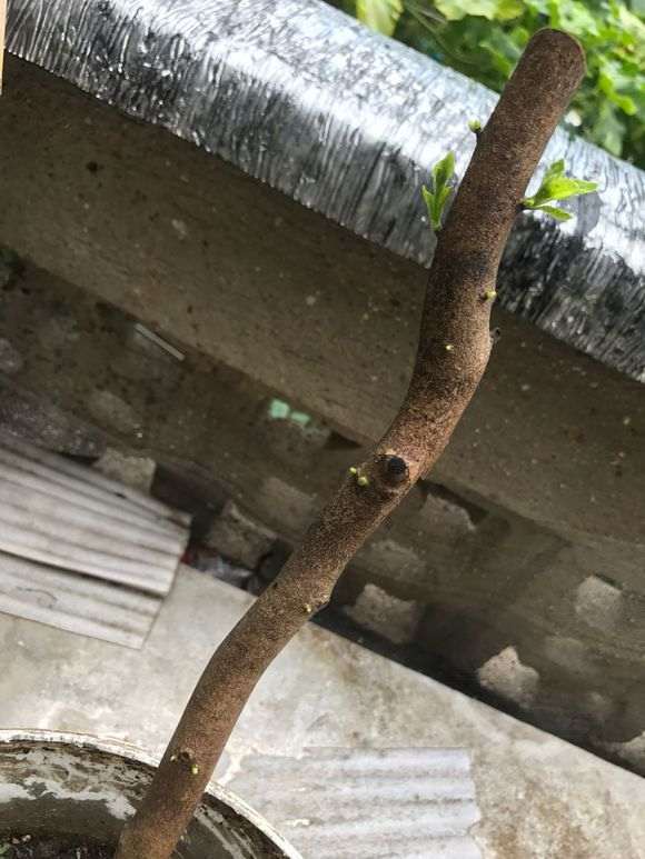 下山桩生桩缠膜发霉