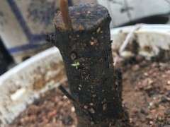 下山桩生桩缠膜发霉 是不是要把膜去掉