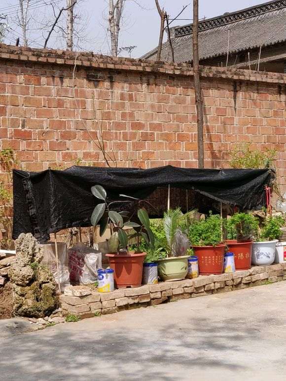 关于下山桩生桩什么时候遮阴最好