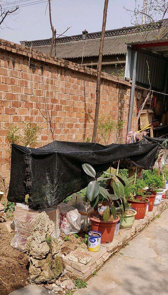 关于下山桩生桩什么时候遮阴最好