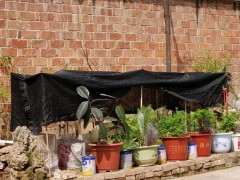 关于下山桩生桩什么时候遮阴最好