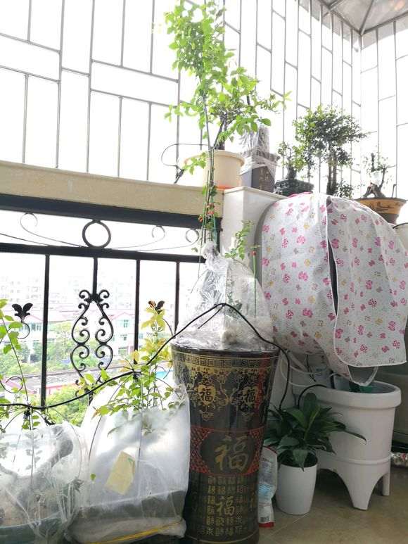 年初的下山桩生桩