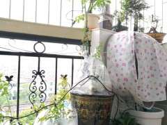 年初的下山桩生桩 现在1米高