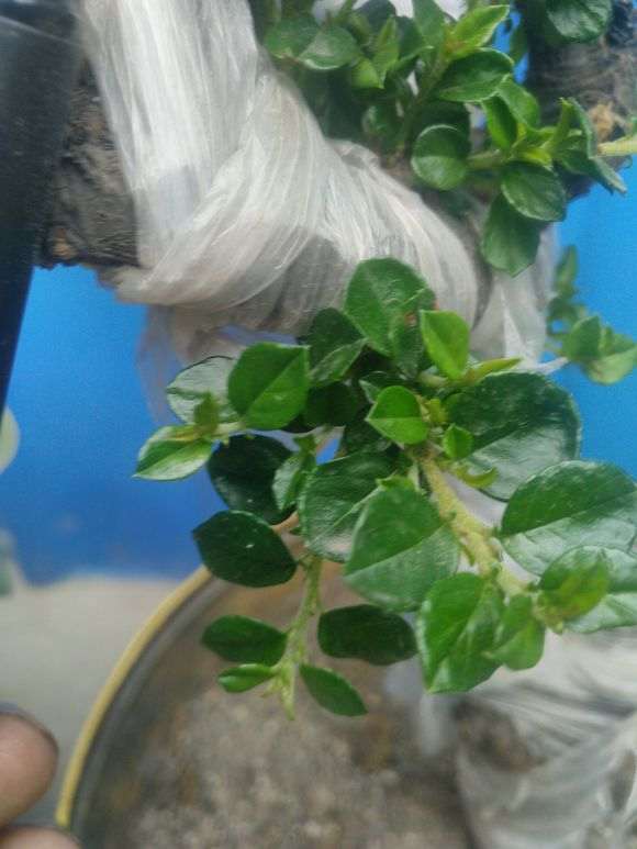 平枝荀子下山桩生桩发芽 叶子昨怎么大