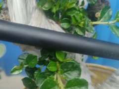 平枝荀子下山桩生桩发芽 叶子昨怎么大