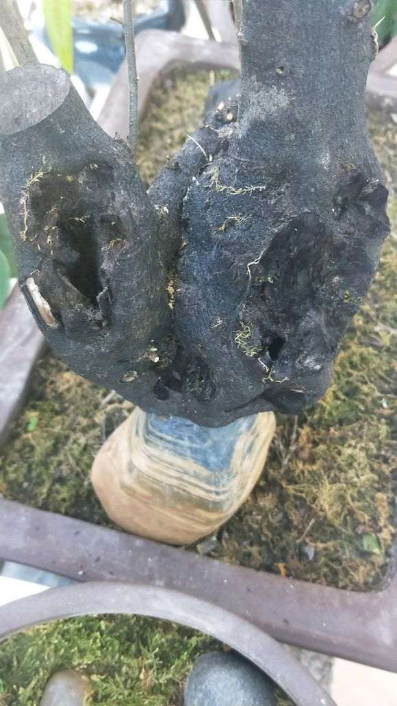 我觉得 金蛋子下山桩生桩卖几千并不贵